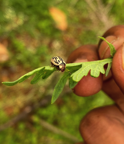 Mexican beetle or Parthenium beetle