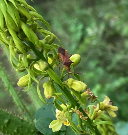 rice earhead bug
