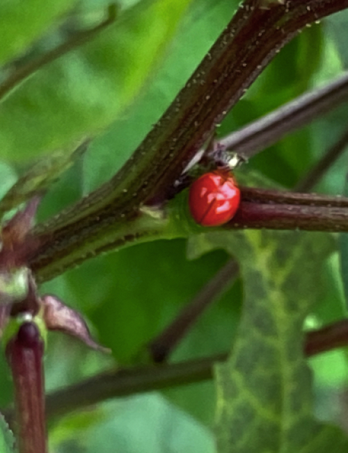 spotless ladybird beetle