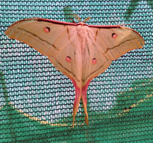 Common Insects
