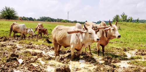 Paddy- Primarily a Kharif crops
