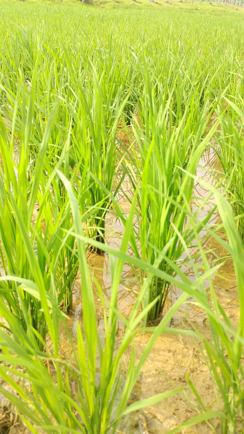 Paddy- Primarily a Kharif crops