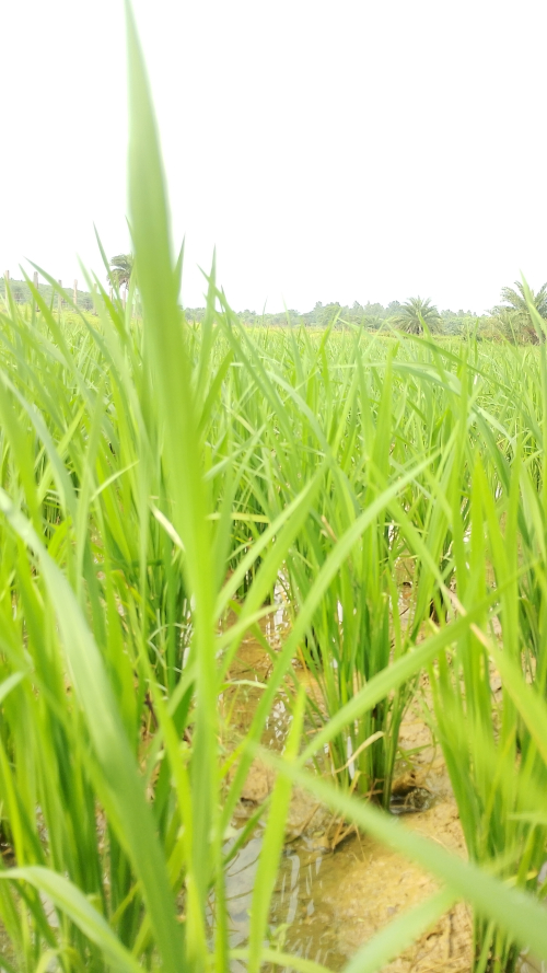 Paddy- Primarily a Kharif crops