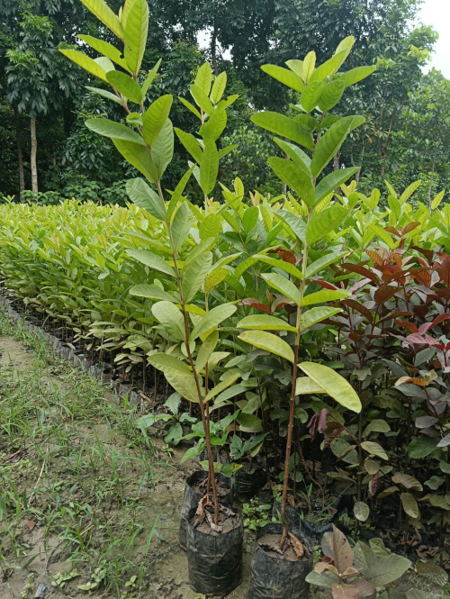 Plantation work