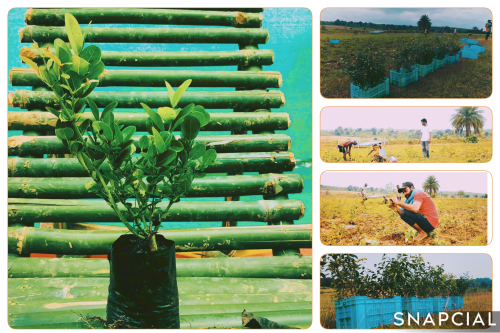 Nursery & Plantation