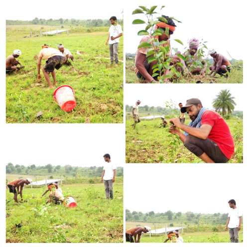 Plantation work