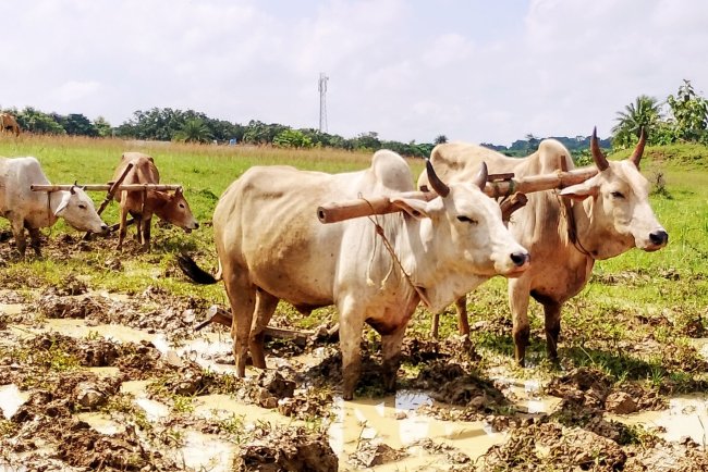 पारंपरिक धान की खेती: बीज से कटाई तक