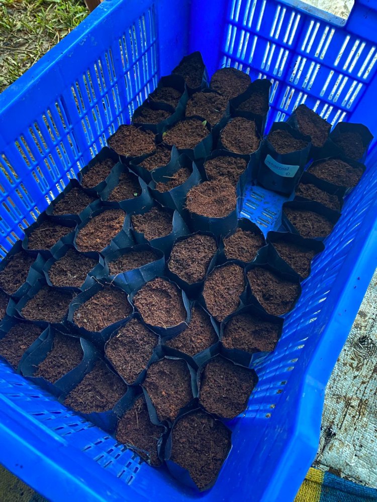 Taking Biodiversity to the Next Level – 45 Rare Flower Varieties Planted!