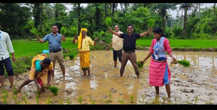 पारंपरिक धान की खेती: बीज से कटाई तक