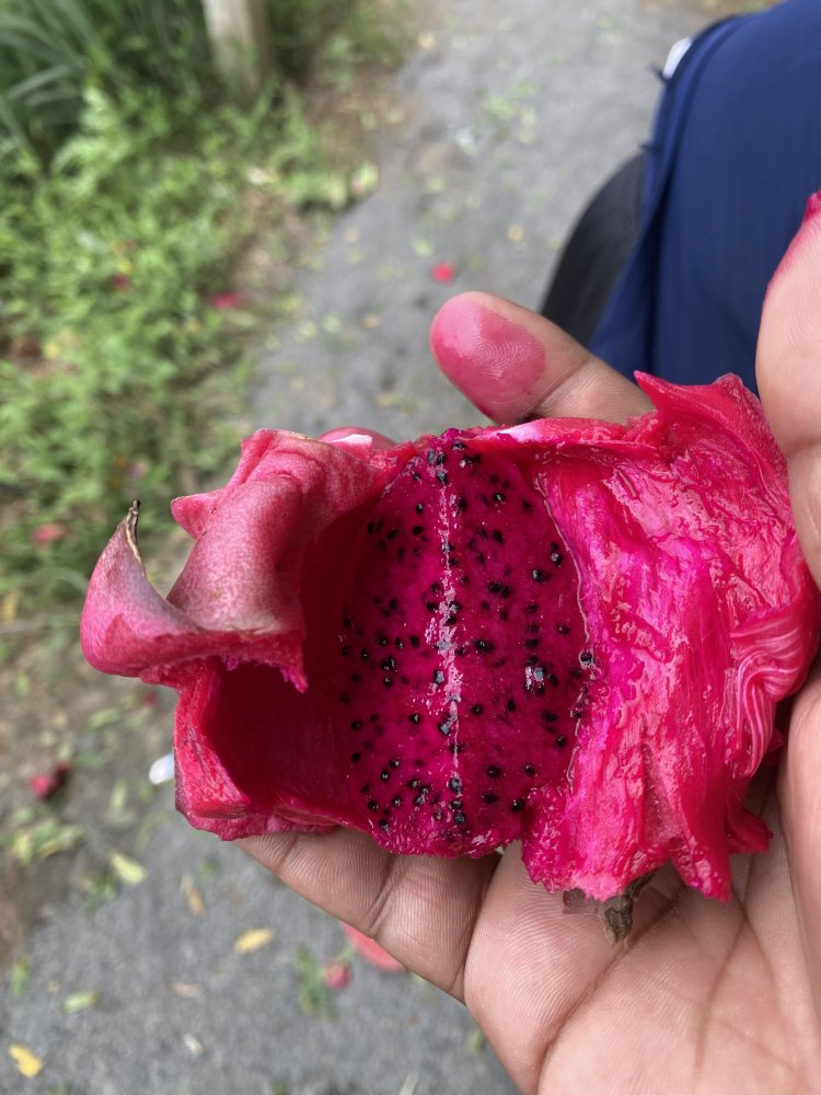 पाकुड़, झारखंड में ड्रैगन फ्रूट की खेती: बंजर ज़मीन से मुनाफे की फसल तक