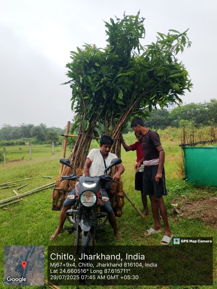 पाकुड़ के लिटीपाड़ा में फलों की खेती और पशुपालन का डेमो मॉडल शुरू, आदिवासी किसानों को मिलेगा लाभ