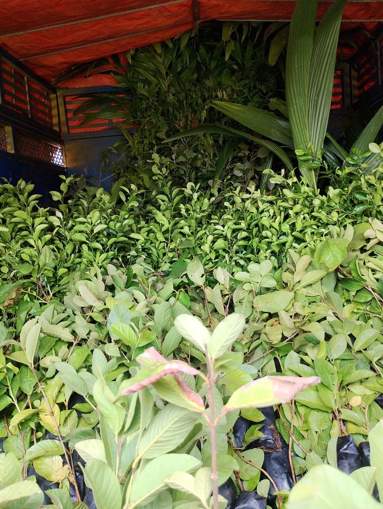 पाकुड़ के लिटीपाड़ा में फलों की खेती और पशुपालन का डेमो मॉडल शुरू, आदिवासी किसानों को मिलेगा लाभ
