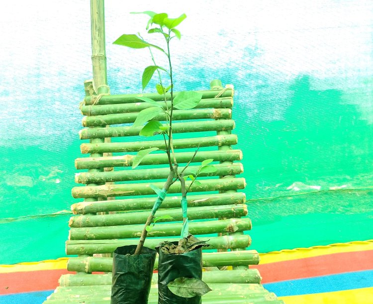 ग्राफ्टेड पौधों को लगाते समय रूटस्टॉक की सही गहराई