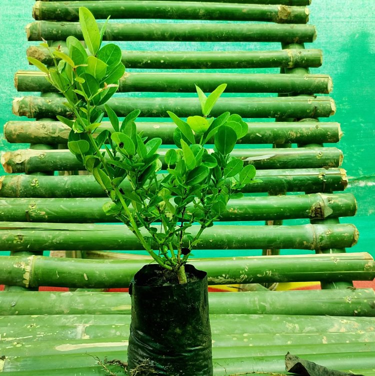 ग्राफ्टेड पौधों को लगाते समय रूटस्टॉक की सही गहराई