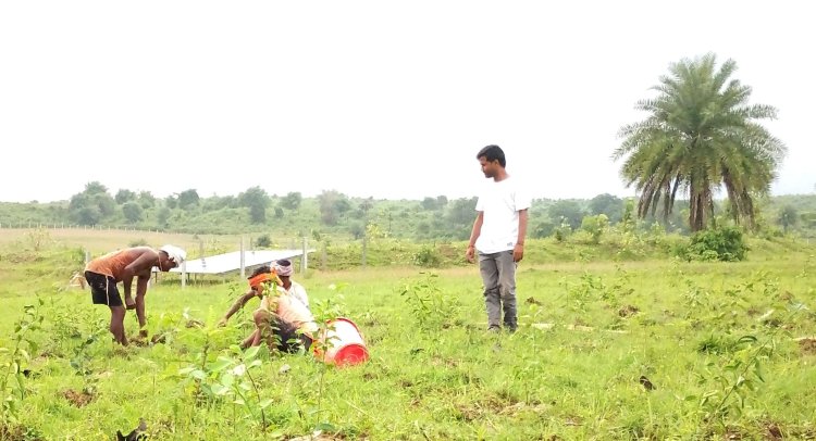 ग्राफ्टेड पौधों को लगाते समय रूटस्टॉक की सही गहराई