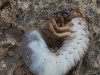The Silent Destroyer: Why White Grubs Are a Farmer's Worst Nightmare