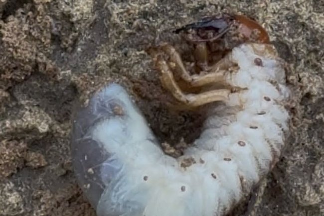 The Silent Destroyer: Why White Grubs Are a Farmer's Worst Nightmare