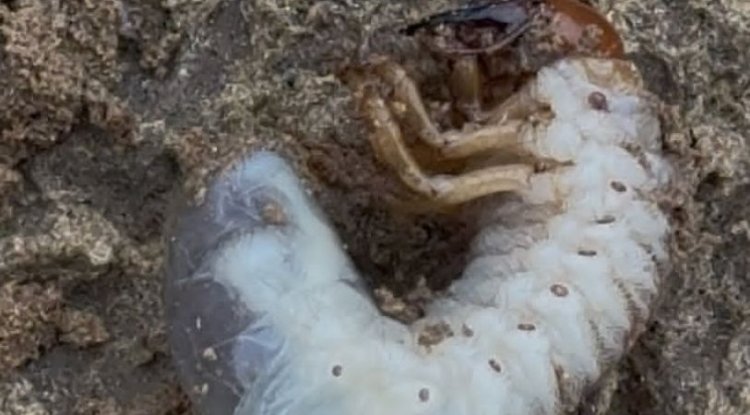 The Silent Destroyer: Why White Grubs Are a Farmer's Worst Nightmare