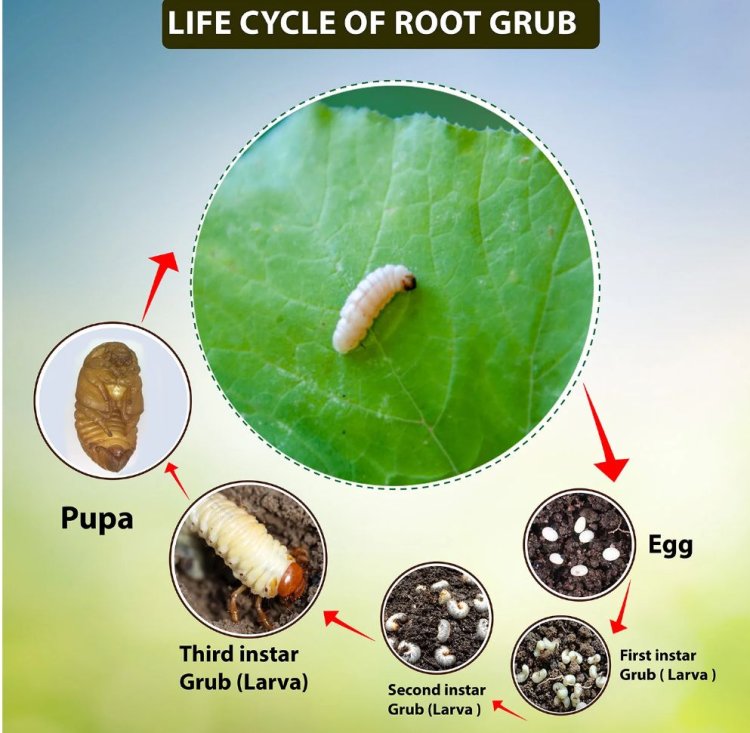 The Silent Destroyer: Why White Grubs Are a Farmer's Worst Nightmare