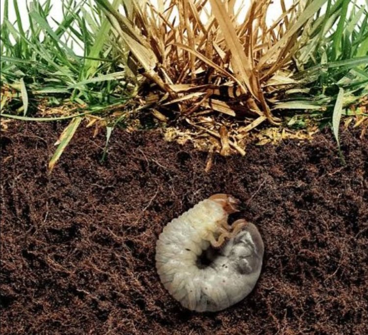 The Silent Destroyer: Why White Grubs Are a Farmer's Worst Nightmare
