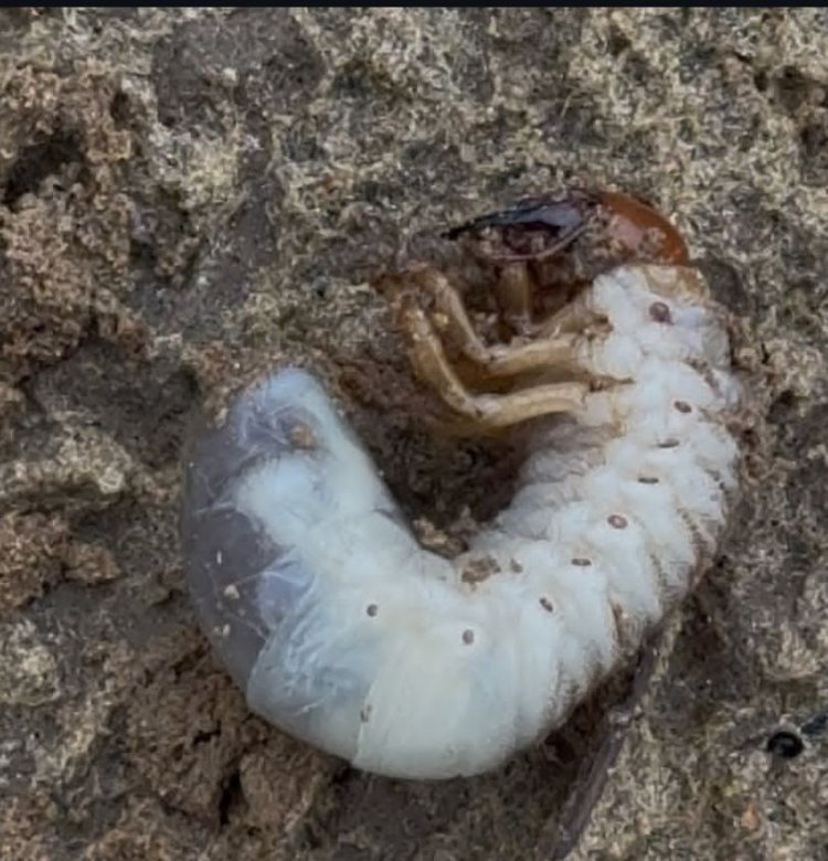 The Silent Destroyer: Why White Grubs Are a Farmer's Worst Nightmare